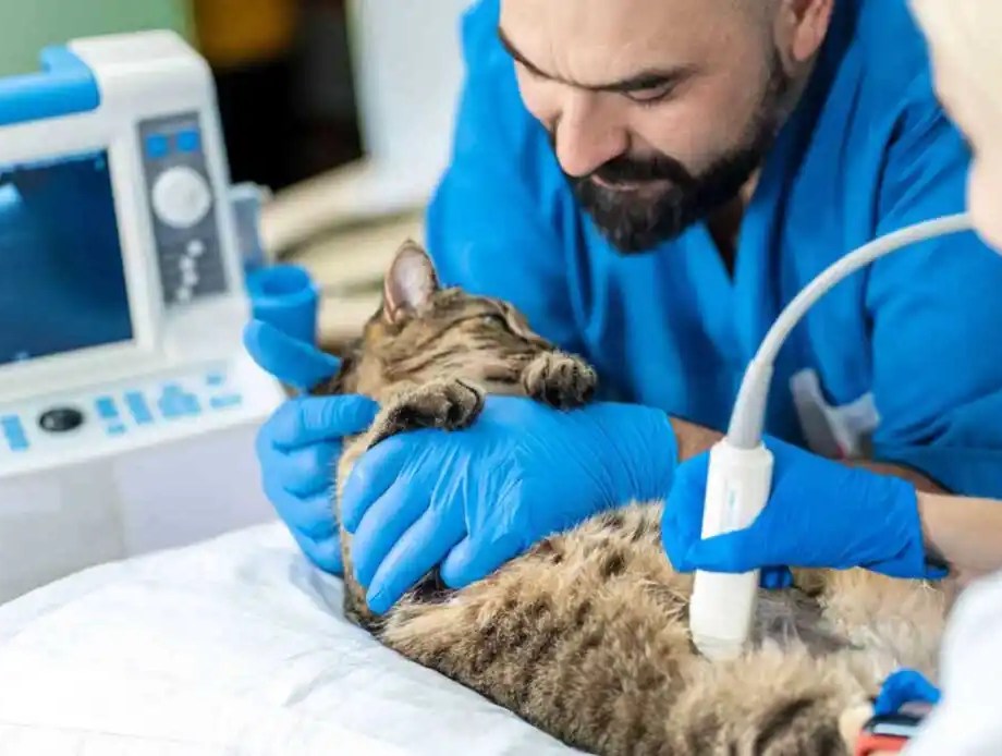 SMU Student working with sick kitten