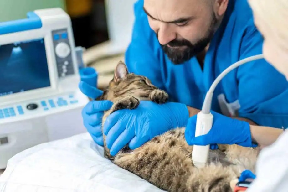 SMU Student working with sick kitten