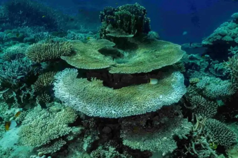 Underwater coral