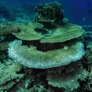 Underwater coral