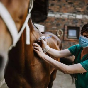 SMU Student working with horse