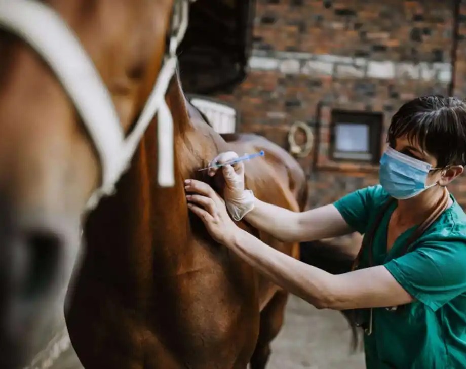 SMU Student working with horse