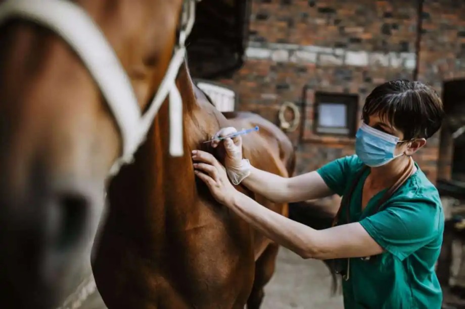 SMU Student working with horse