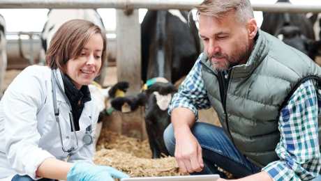Veterinary student working with large animals