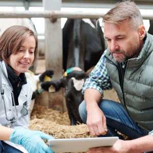 Veterinary student working with large animals