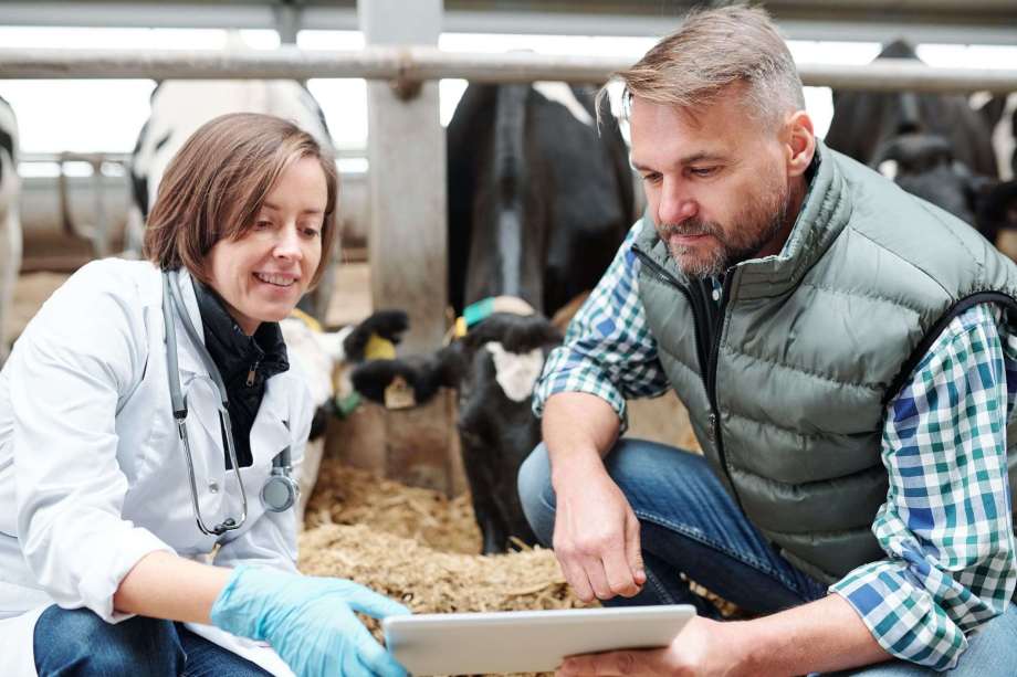 Veterinary student working with large animals