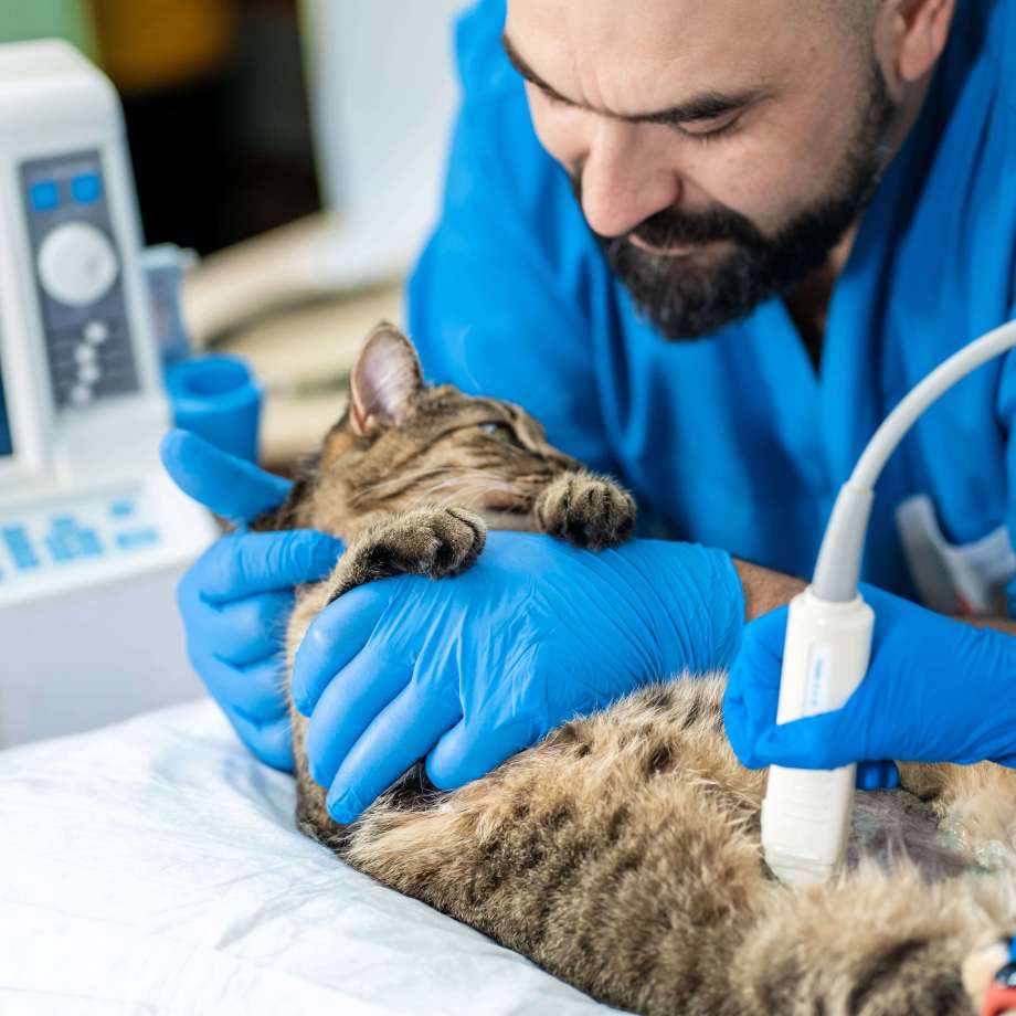 Veterinary student assisting a sick kitten