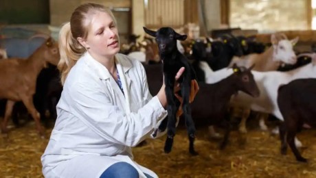 Veterinary student working with baby goat