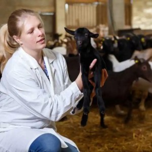 Veterinary student working with baby goat