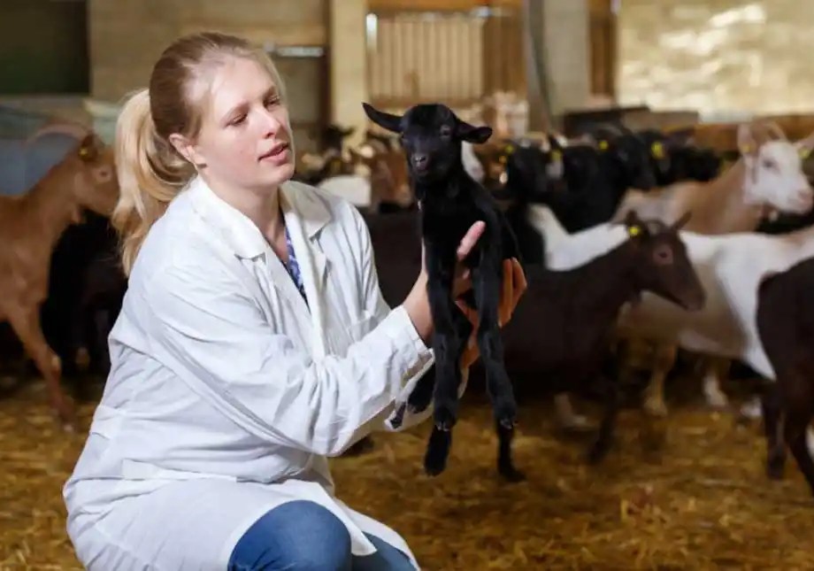 Veterinary student working with baby goat