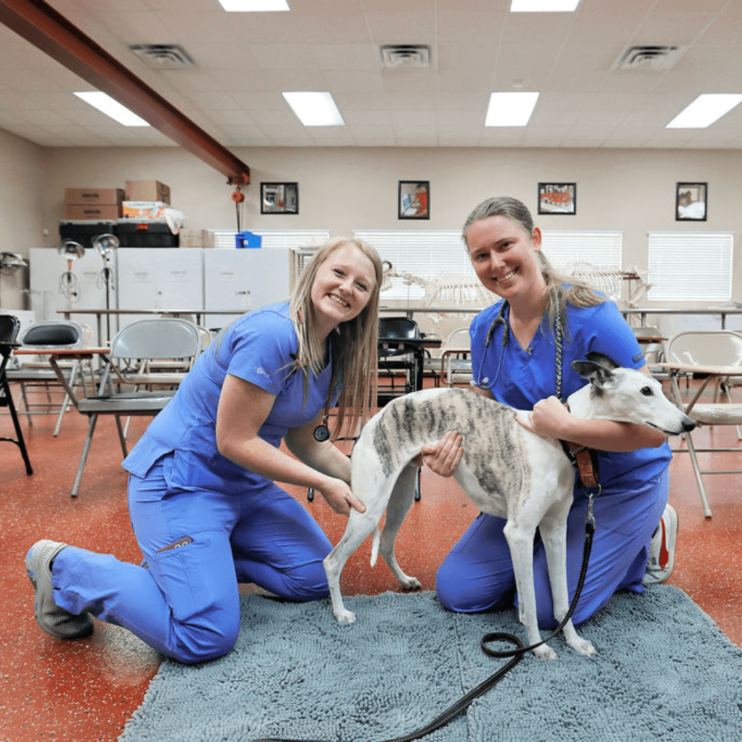 How To Write a Vet School Personal Statement | SMUSVM