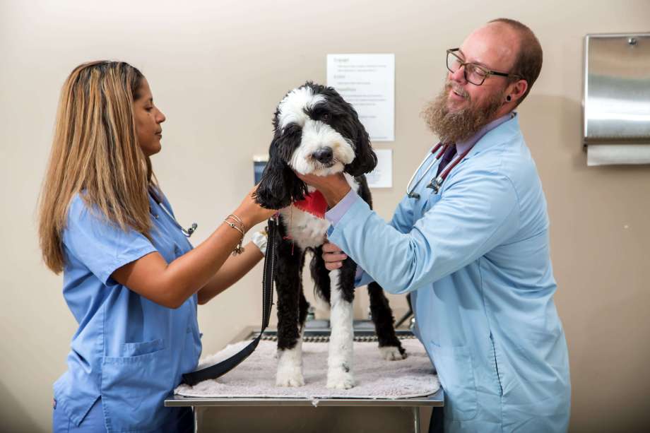 SMU Veterinary Student with faculty member working with dog