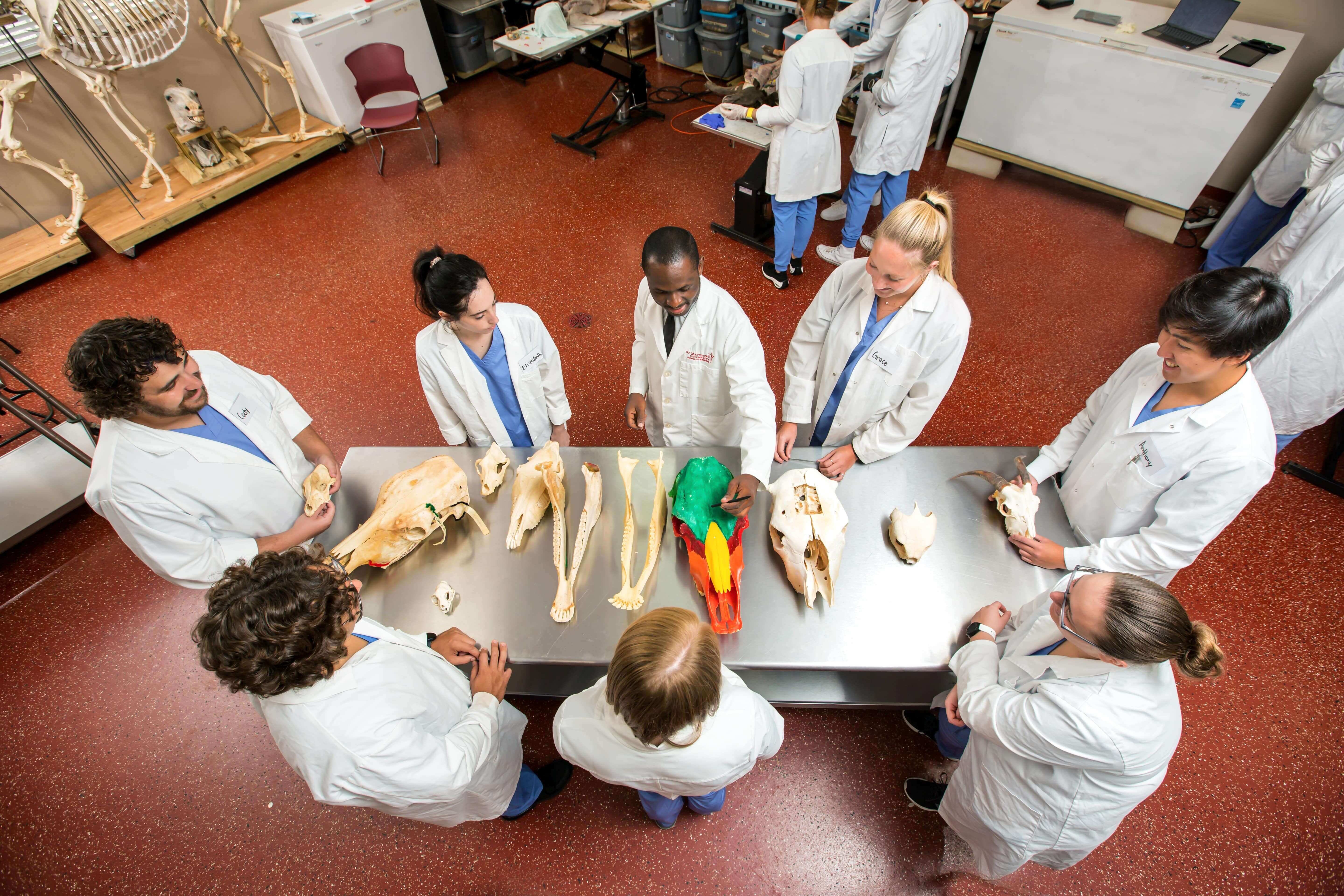 DVM Clinical Medicine Program - SMUSVM