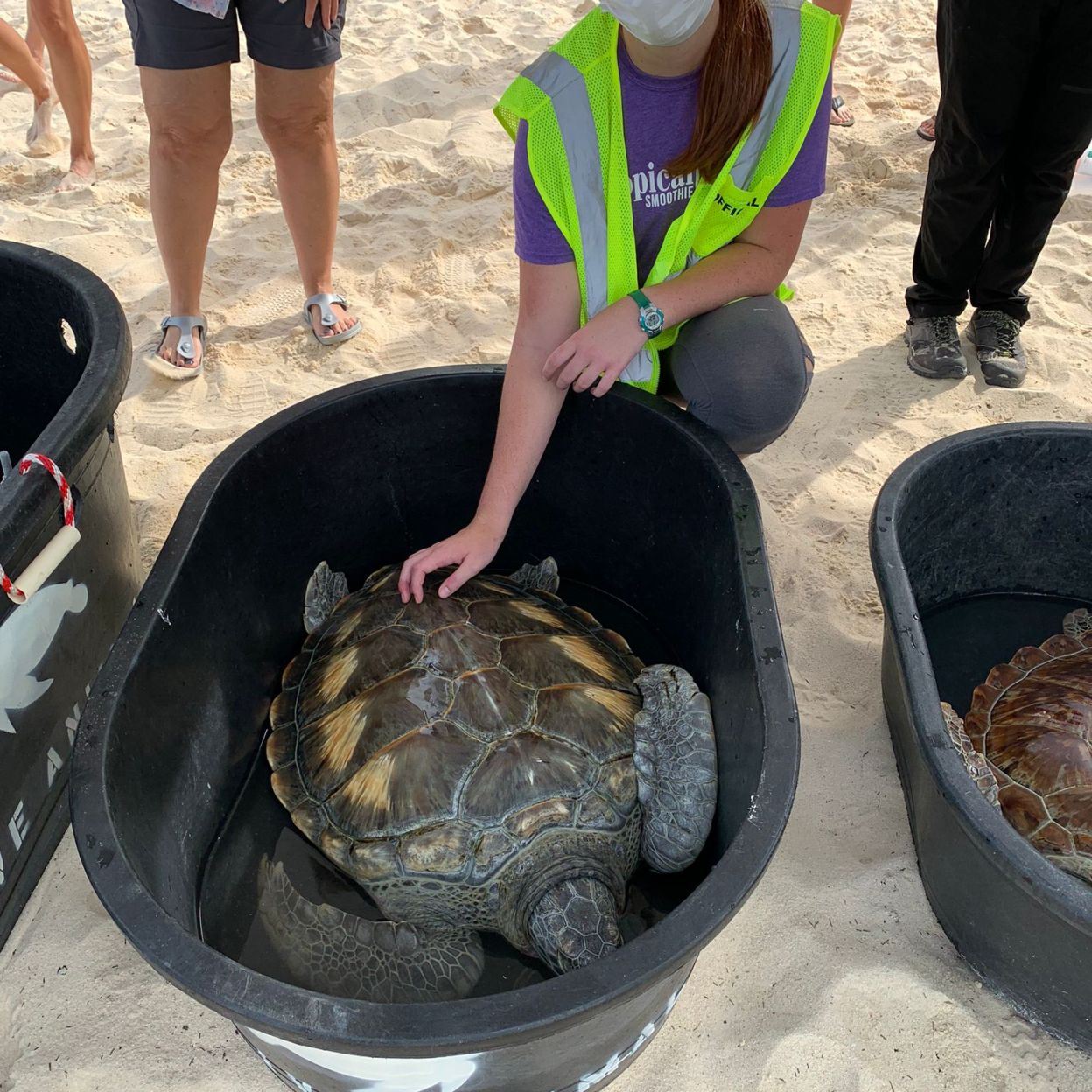 SMU Veterinary student working with sea turtles