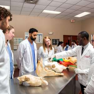 SMU Veterinary students learning about large animals skull development in Anatomy Lab