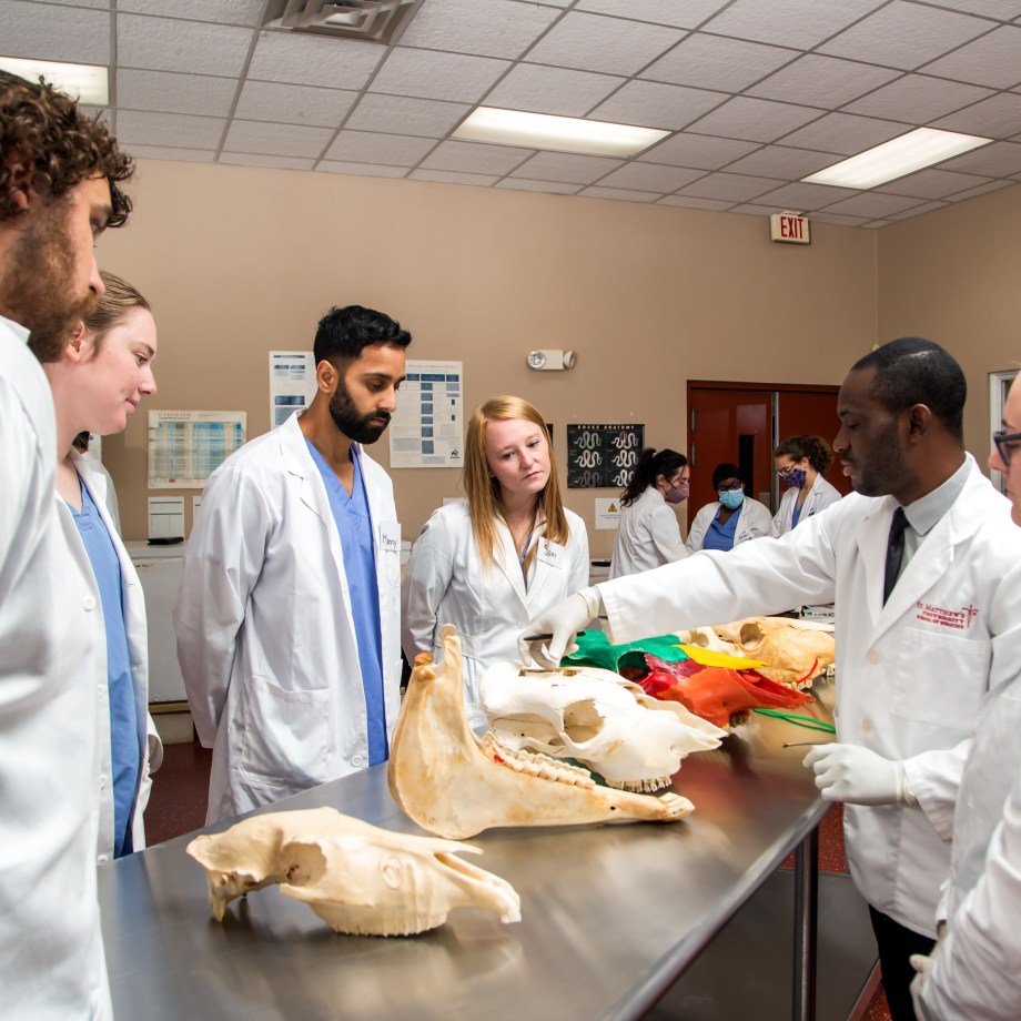 SMU Veterinary students learning about large animals skull development in Anatomy Lab
