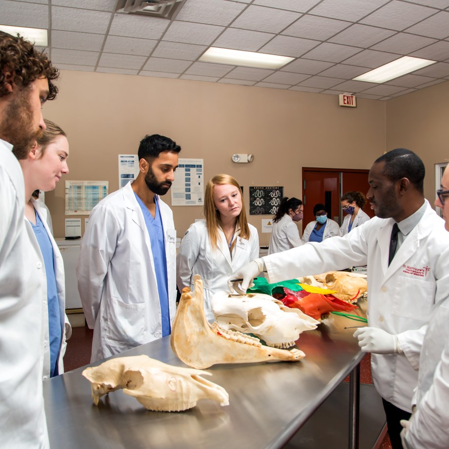 SMU Veterinary students participate in an anatomy lab