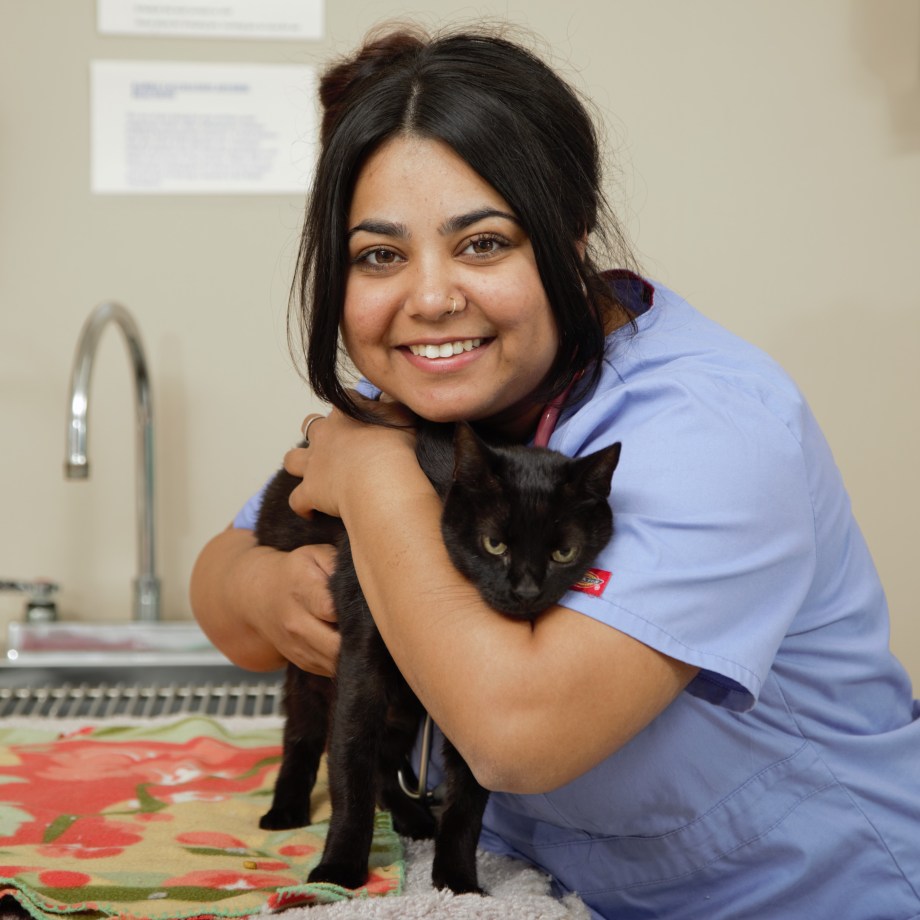 SMU Veterinary student working in clinical skills lab with cat