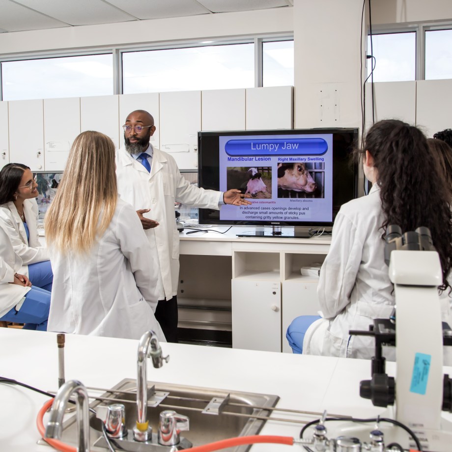 SMU Veterinary students learning in microbiology lab