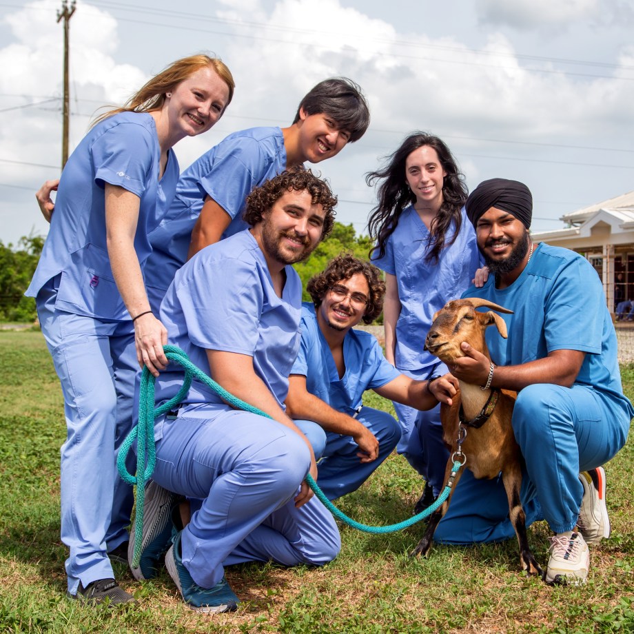 SMU Veterinary students work with goats