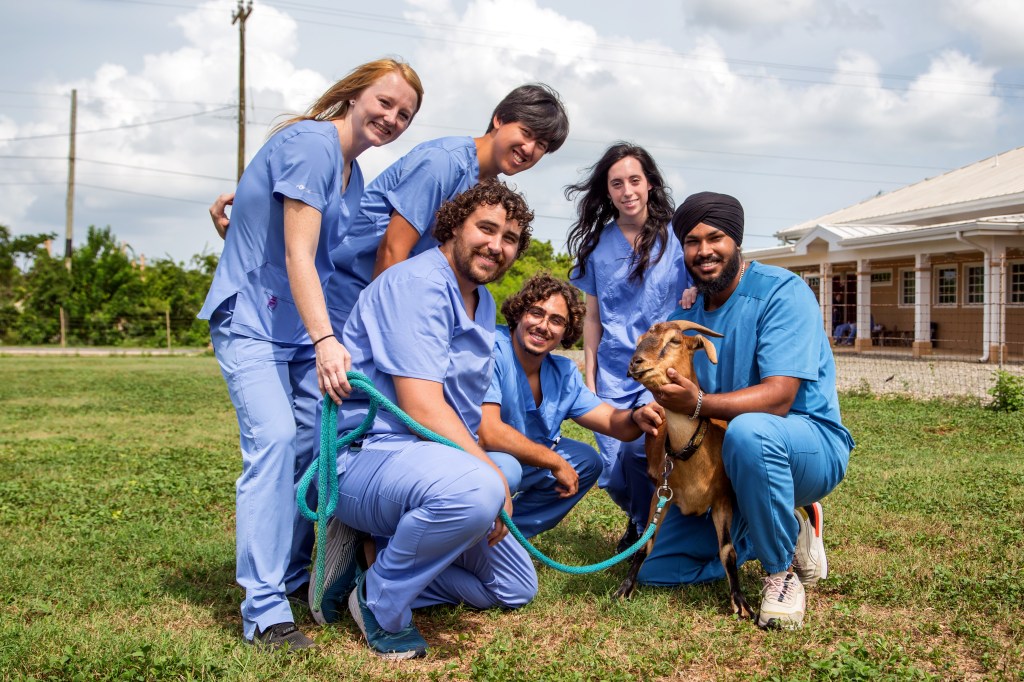 SMU Veterinary students work with goats