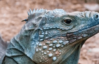 Image of a large lizard