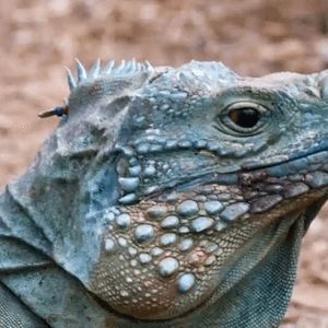 Image of a large lizard